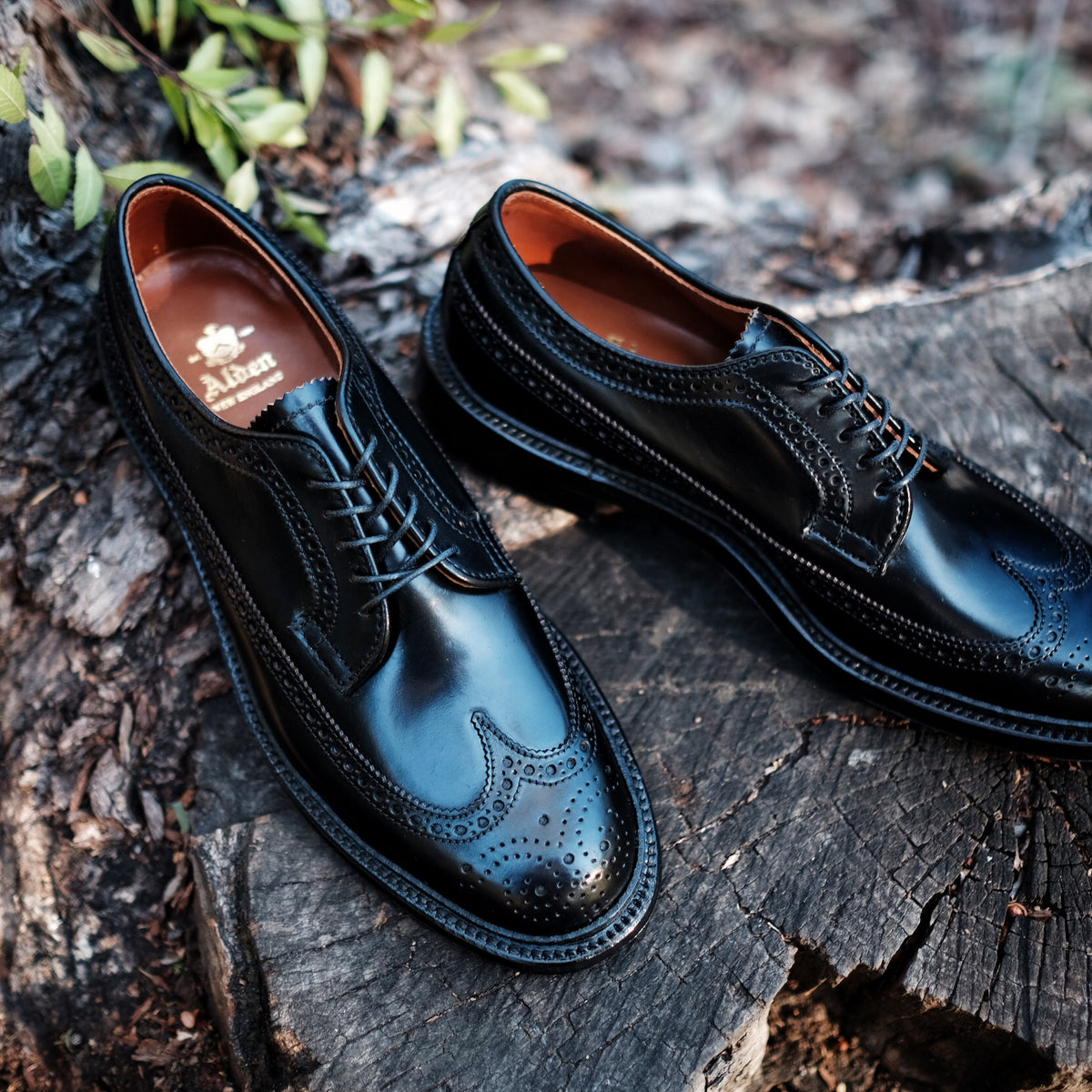Alden Long Wing Blucher – BROGUE