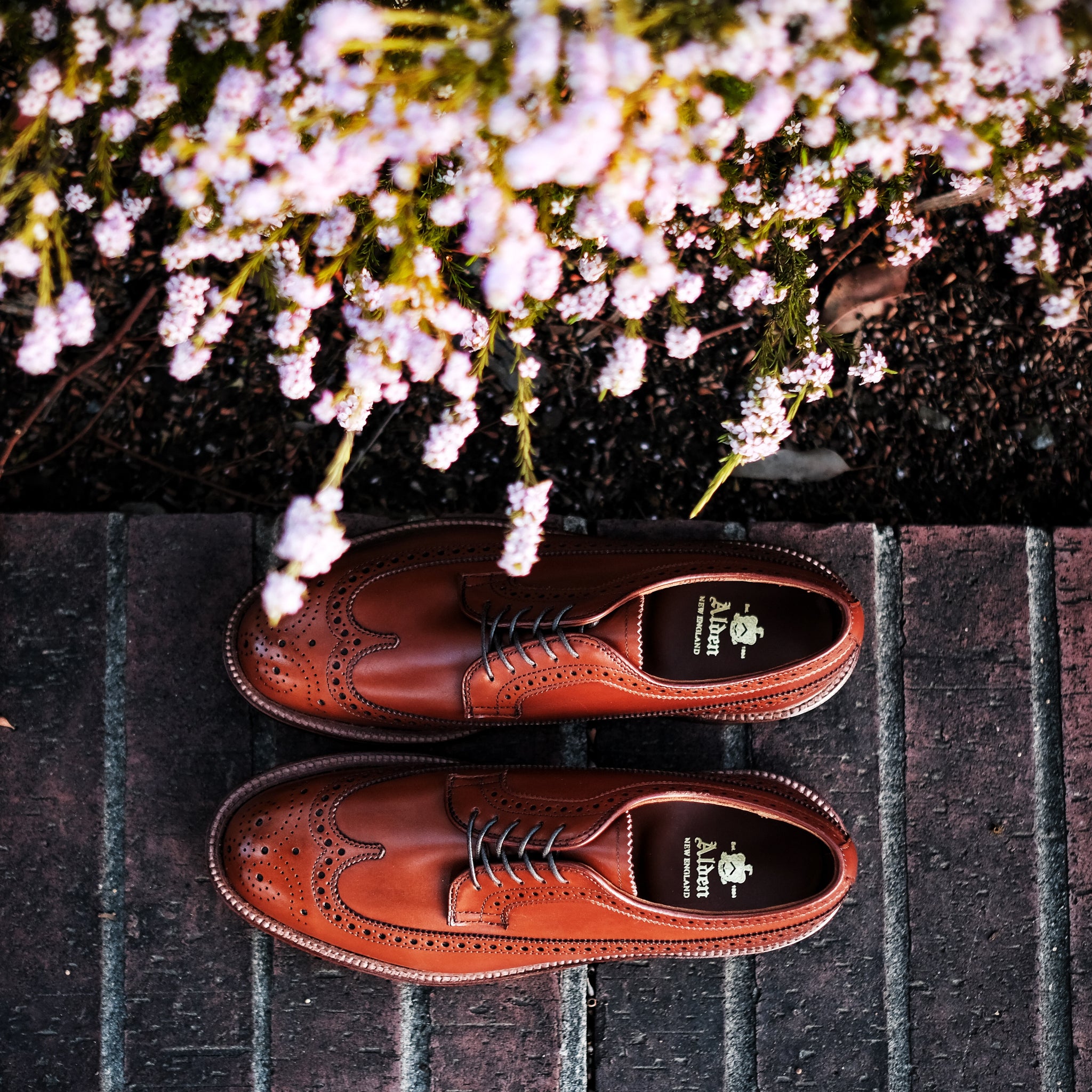 Alden Long Wing Blucher – BROGUE