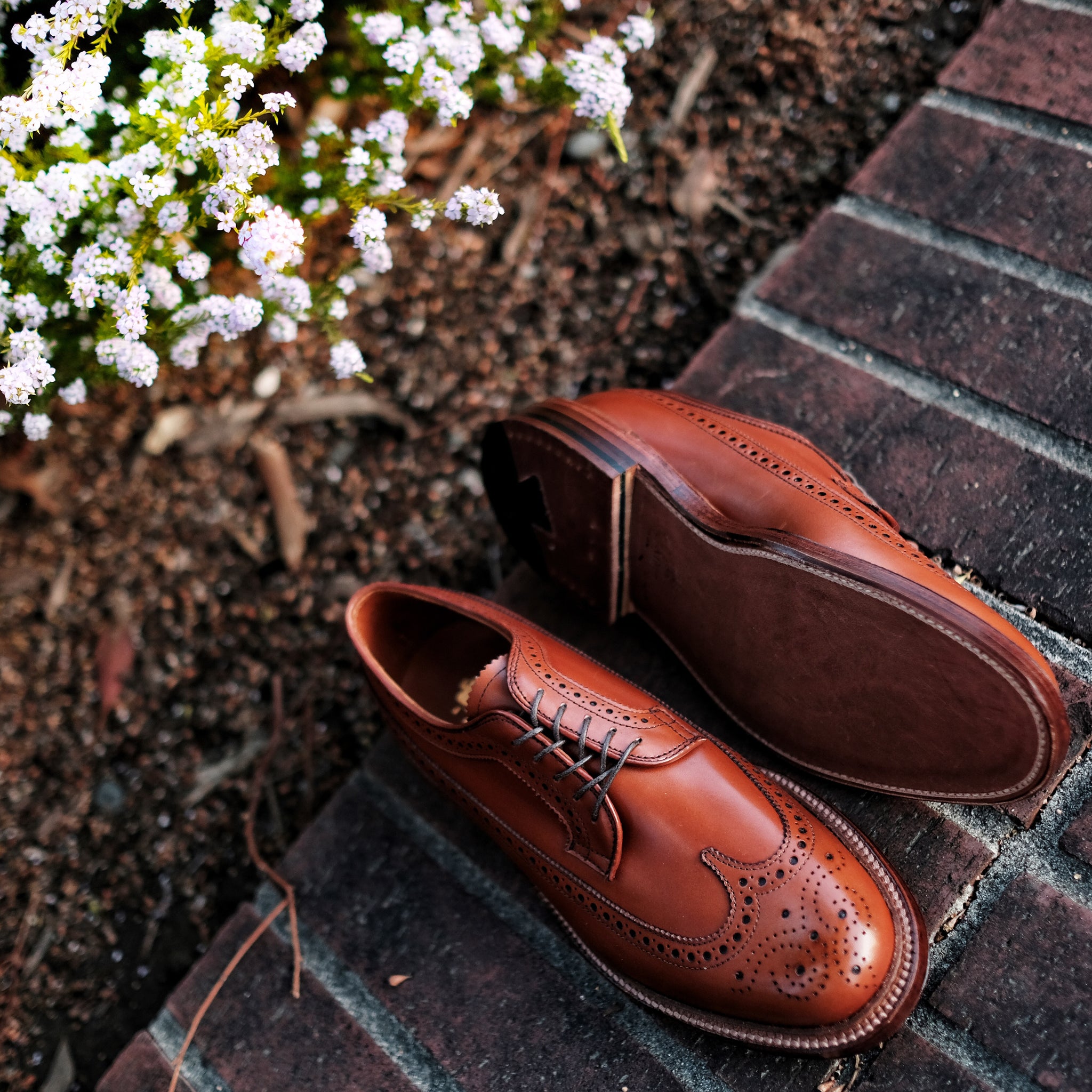 Alden Long Wing Blucher – BROGUE